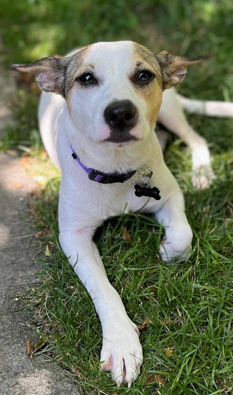 Mintosh Shiba *LOCAL*, Adoptable, Young Female Shiba Inu & Rat Terrier.