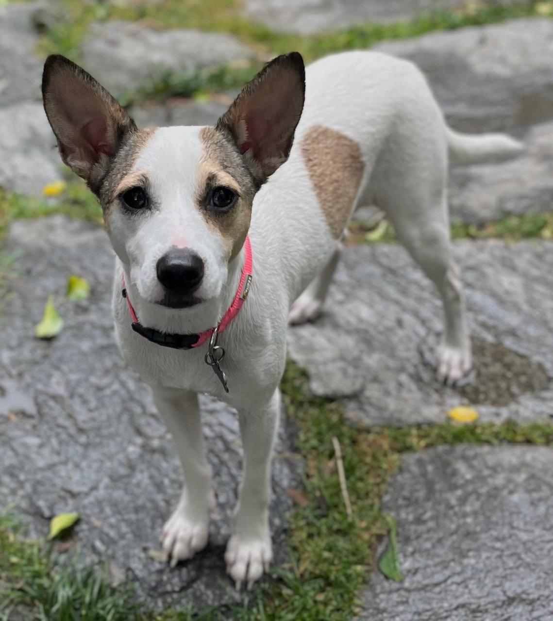 Enlarge Mintosh Shiba *LOCAL*, a Adoptable mixed breed in Wakefield, RI image 3/3