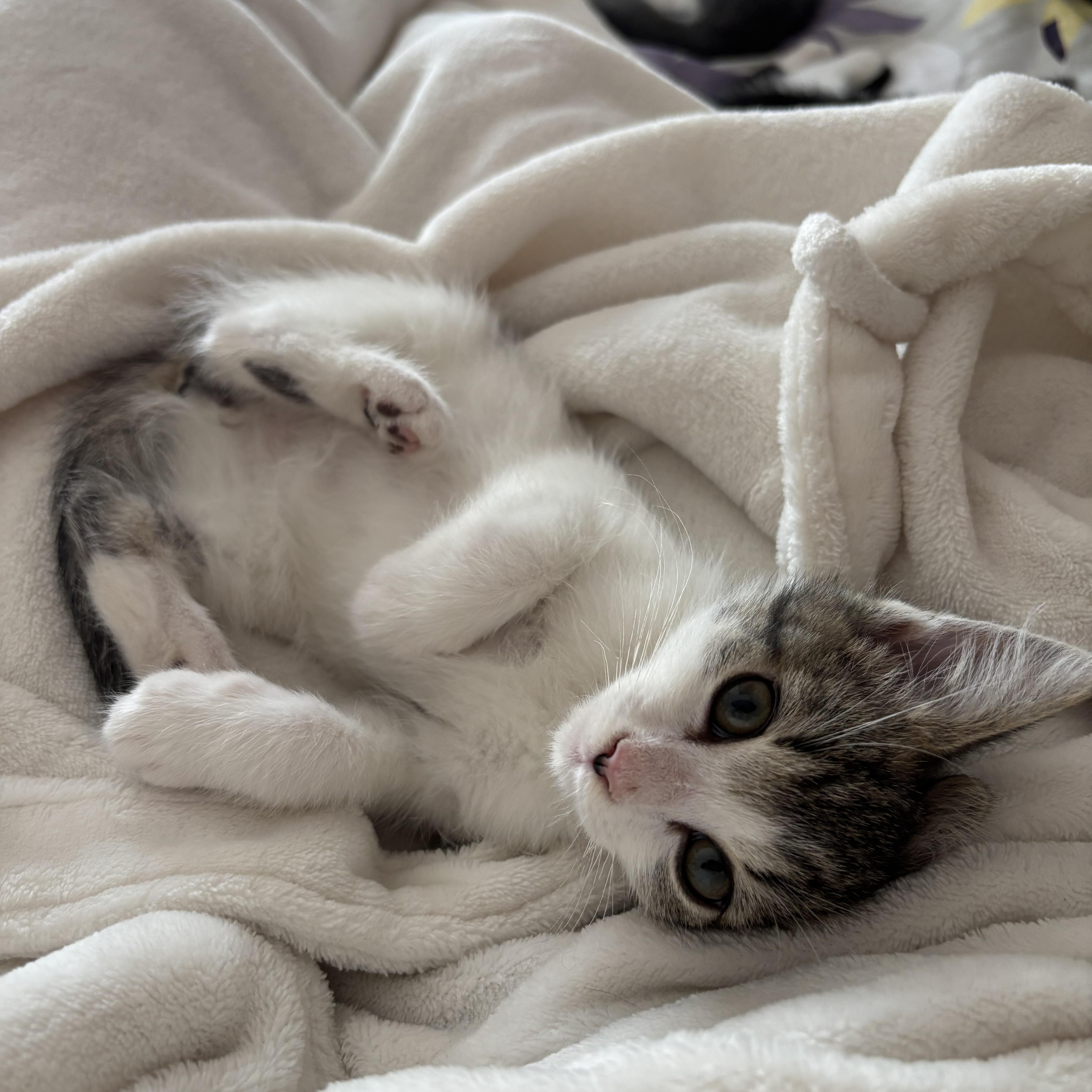 Enlarge Sprout, a ADOPTABLE Domestic Short Hair in Canton, MA image 4/4