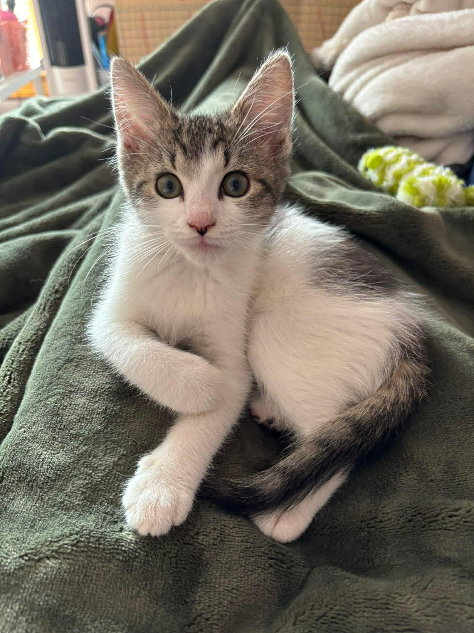 Sprout, ADOPTABLE, Kitten Male Domestic Short Hair.