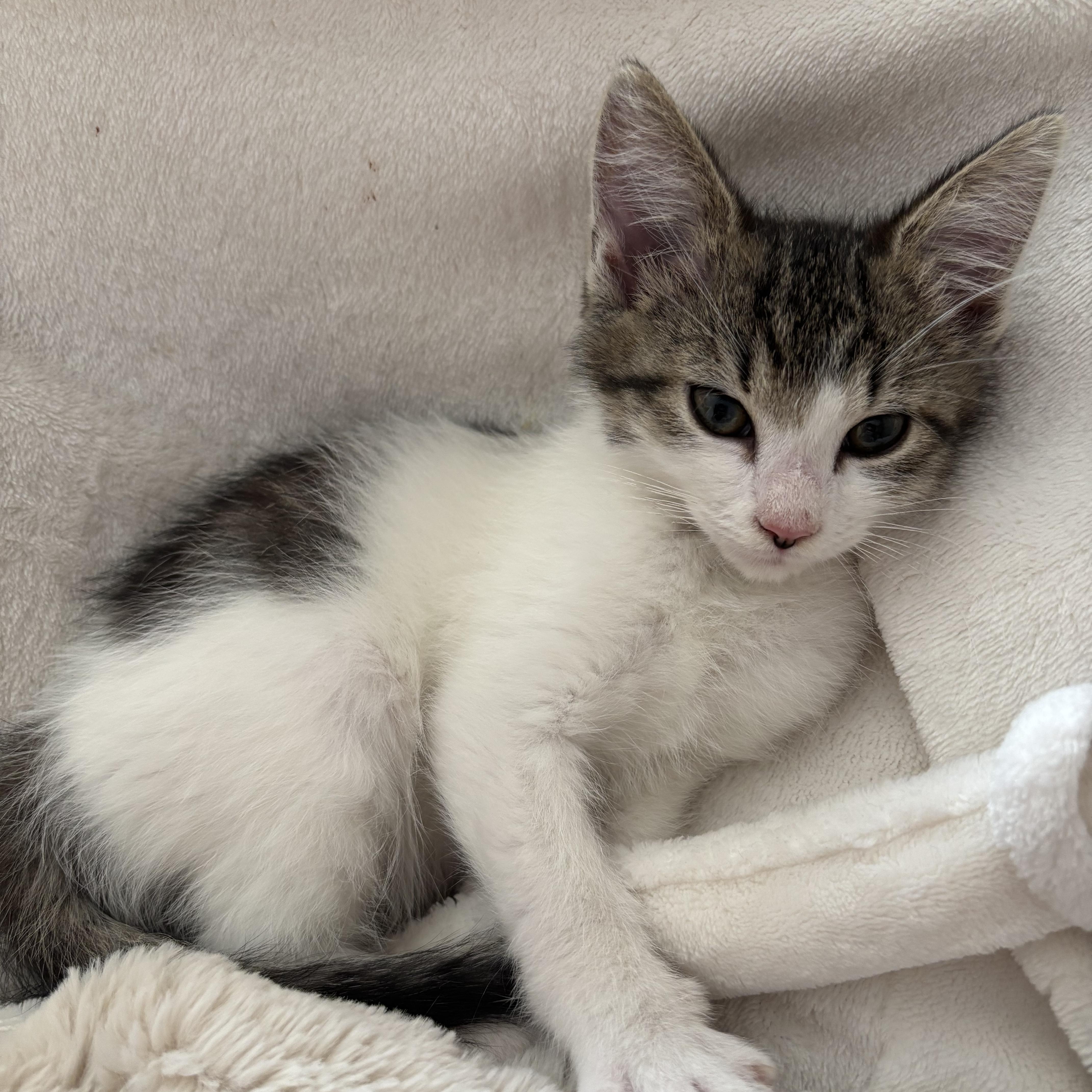 Enlarge Sprout, a ADOPTABLE Domestic Short Hair in Canton, MA image 2/4