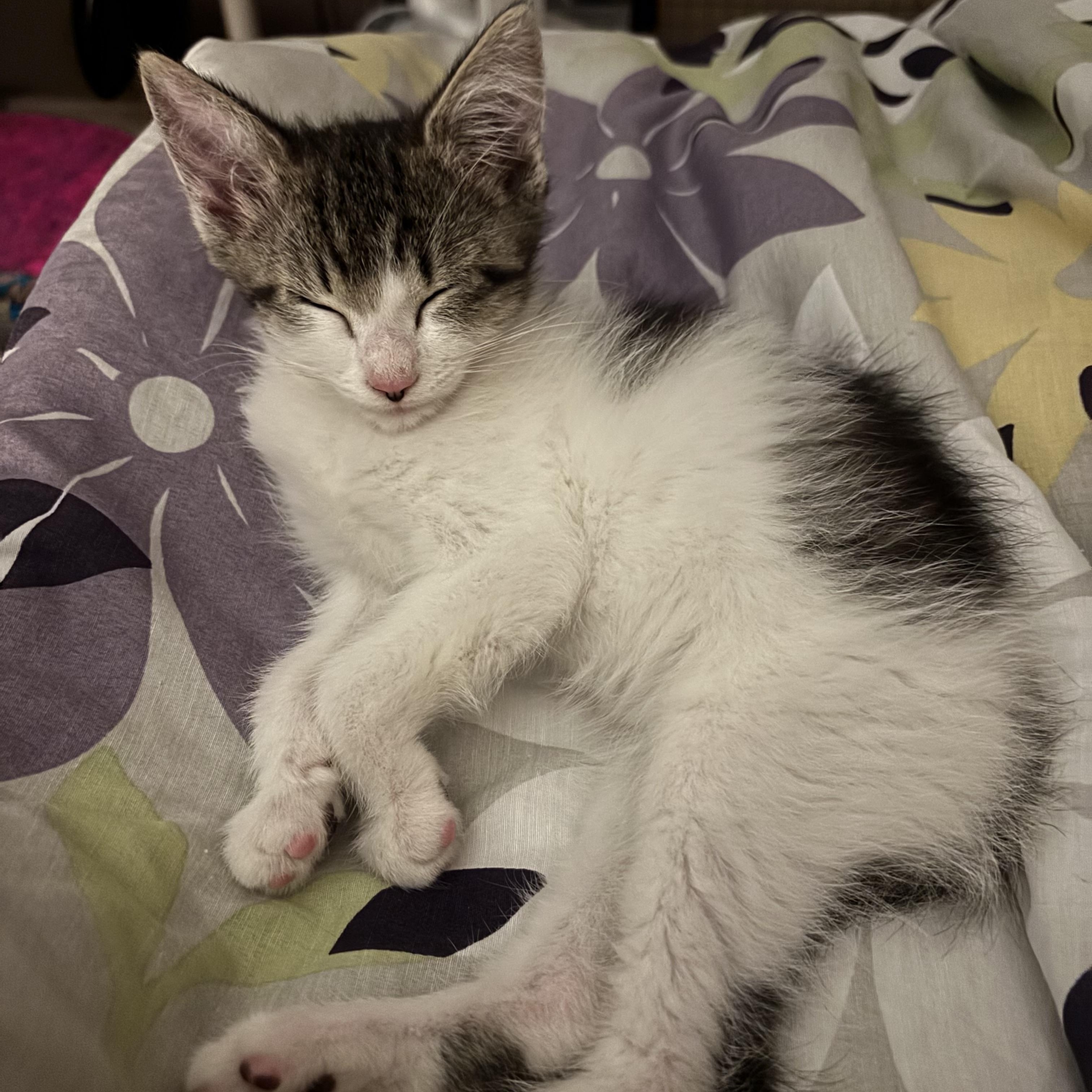 Enlarge Sprout, a ADOPTABLE Domestic Short Hair in Canton, MA image 3/4