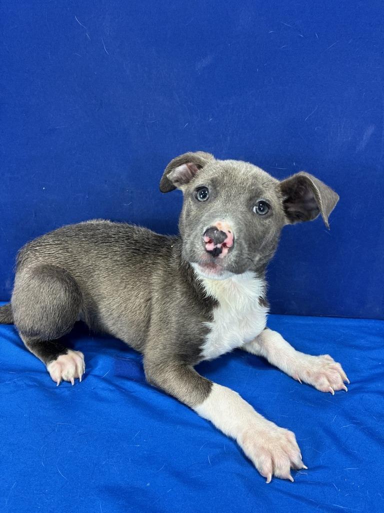 Enlarge Invisible Woman, a Adoptable Mixed Breed in Ruston, LA image 1/4