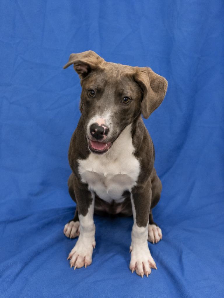 Invisible Woman, Adoptable, Puppy Female Mixed Breed.