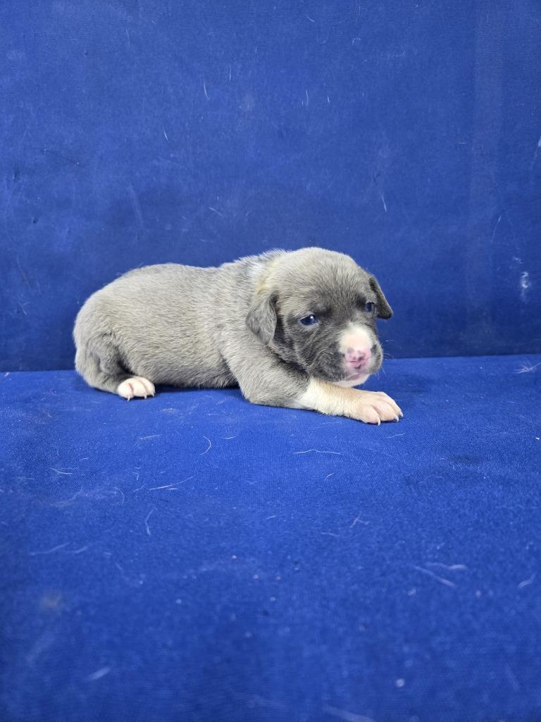 Enlarge Invisible Woman, a Adoptable Mixed Breed in Ruston, LA image 2/4