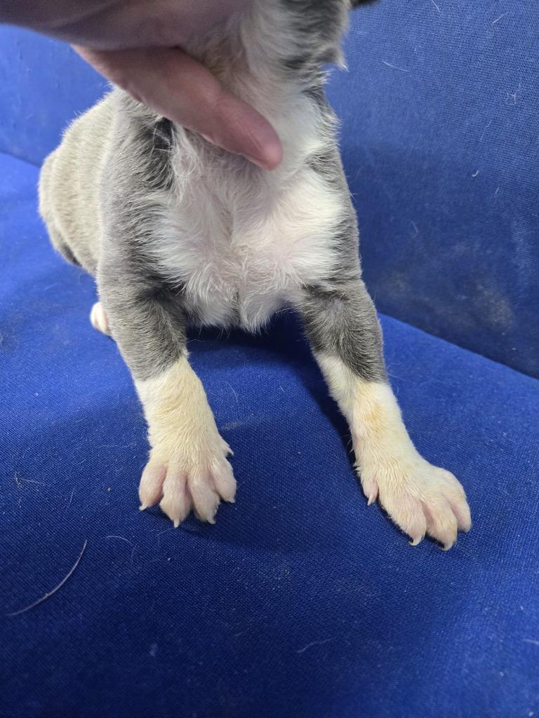 Enlarge Invisible Woman, a Adoptable Mixed Breed in Ruston, LA image 4/4