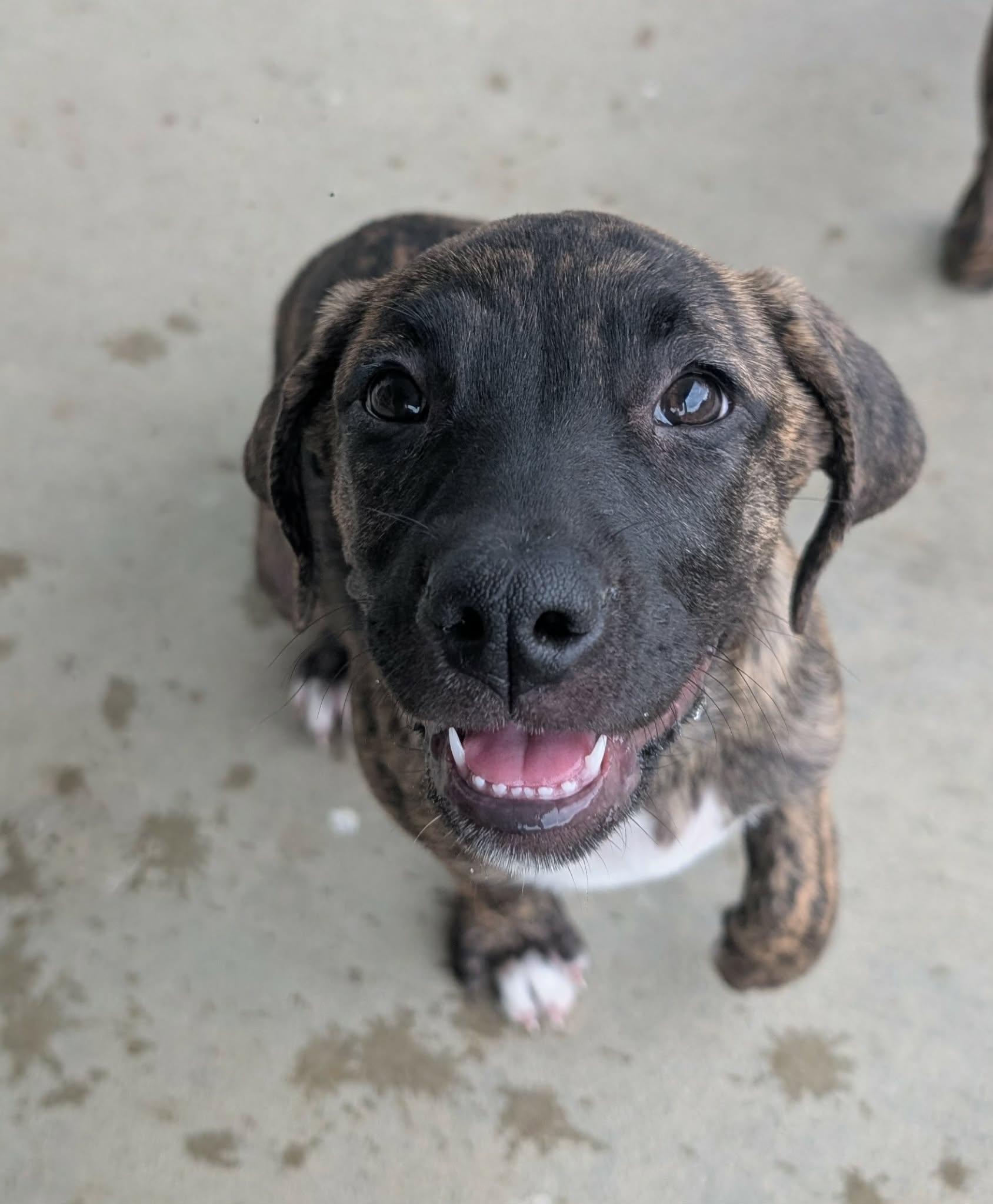 Enlarge Freckles, a Adoptable mixed breed in Plain City, OH image 1/3