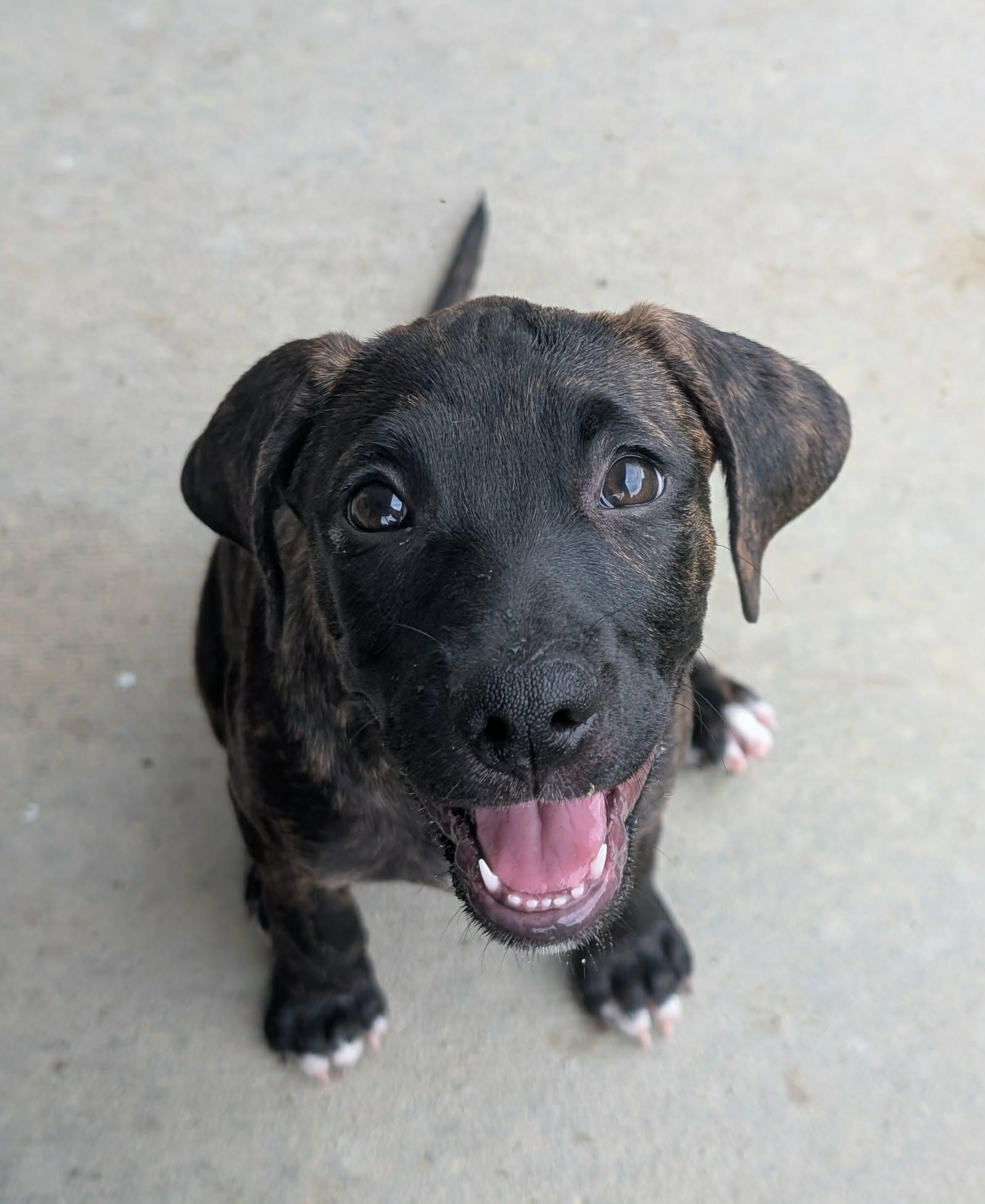 Enlarge Freckles, a Adoptable mixed breed in Plain City, OH image 2/3