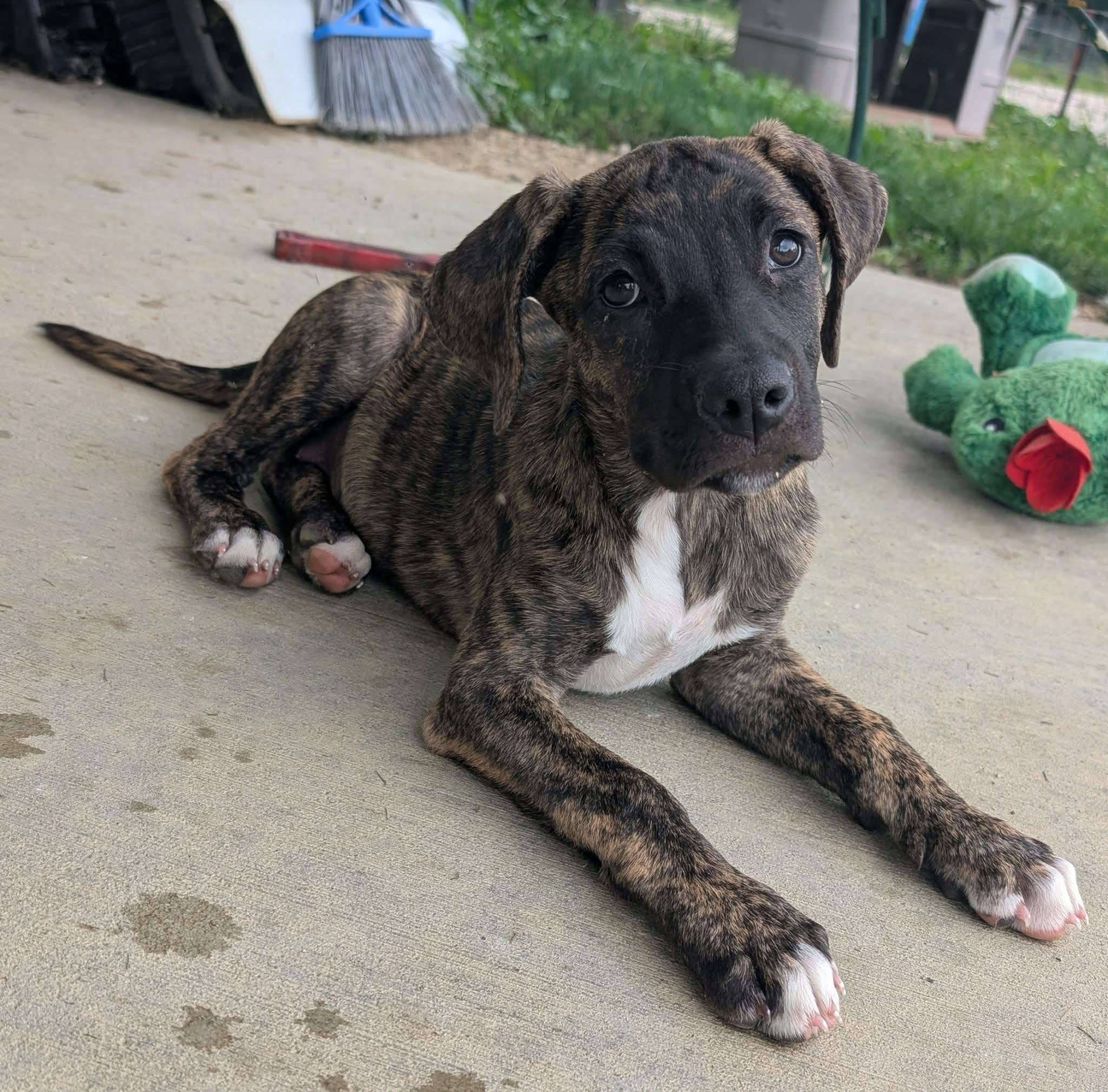 Enlarge Freckles, a Adoptable mixed breed in Plain City, OH image 3/3