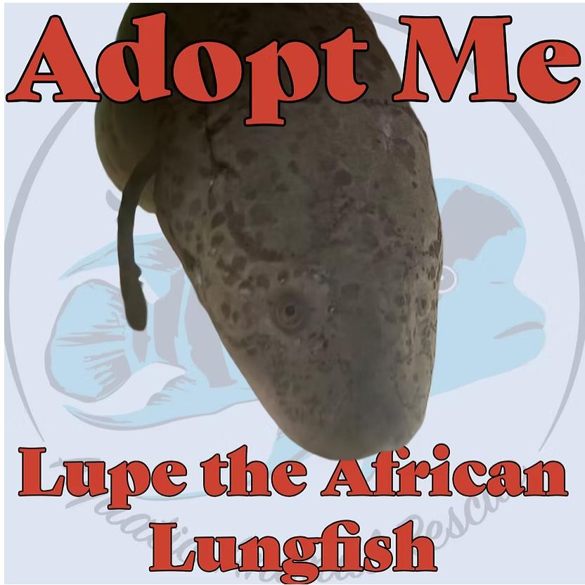 Enlarge Lupe the Lungfish, a Adoptable Freshwater Fish in Neenah, WI image 1/2