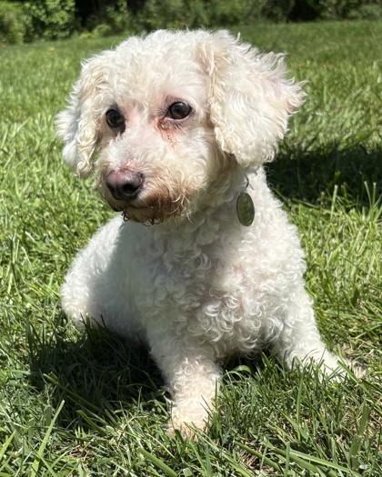 Enlarge Rebecca, a Adoptable Bichon Frise in Malvern, PA image 1/3