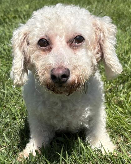 Enlarge Rebecca, a Adoptable Bichon Frise in Malvern, PA image 2/3