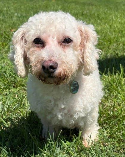 Enlarge Rebecca, a Adoptable Bichon Frise in Malvern, PA image 3/3