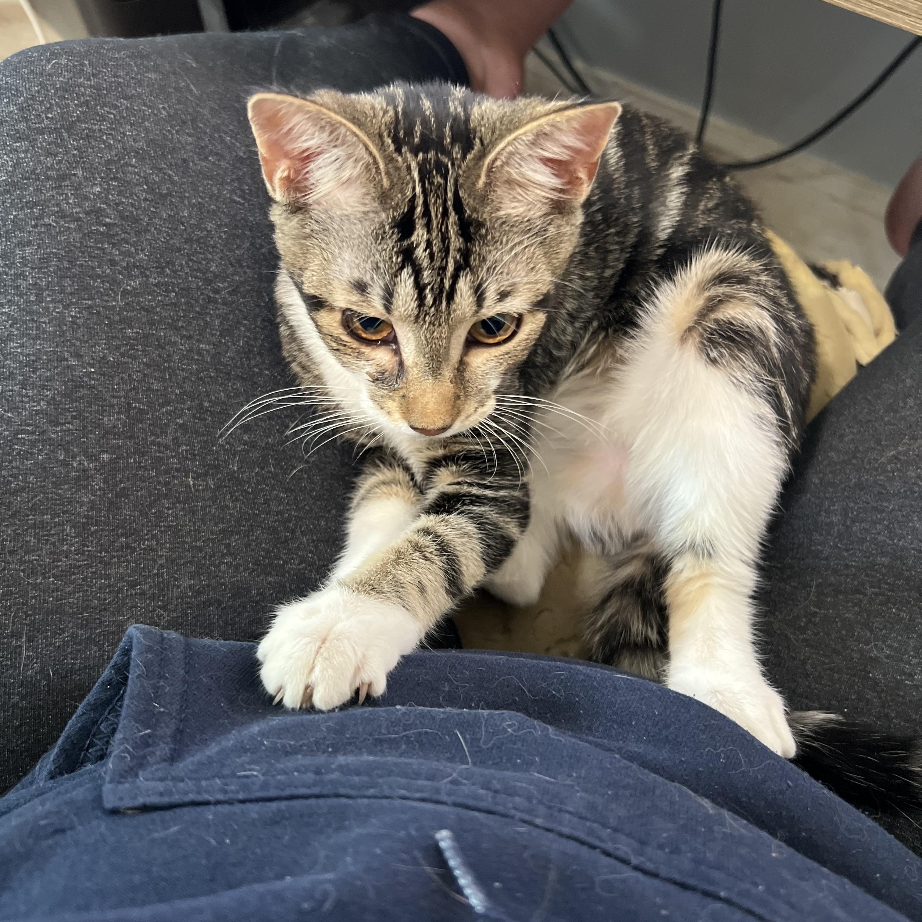 Enlarge Sophia, a ADOPTABLE Domestic Short Hair in Silver Spring, MD image 6/6