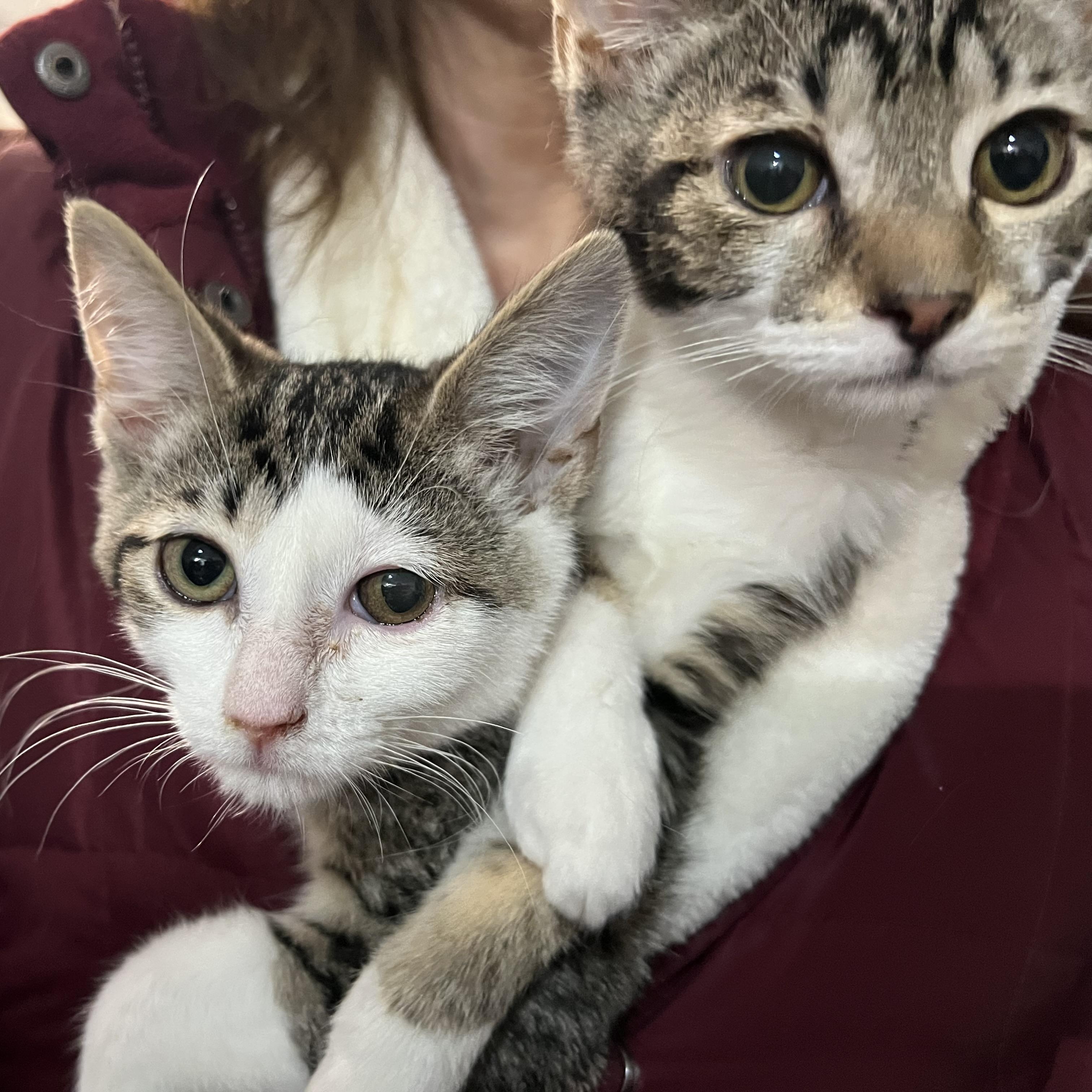 Enlarge Sophia, a ADOPTABLE Domestic Short Hair in Silver Spring, MD image 3/6