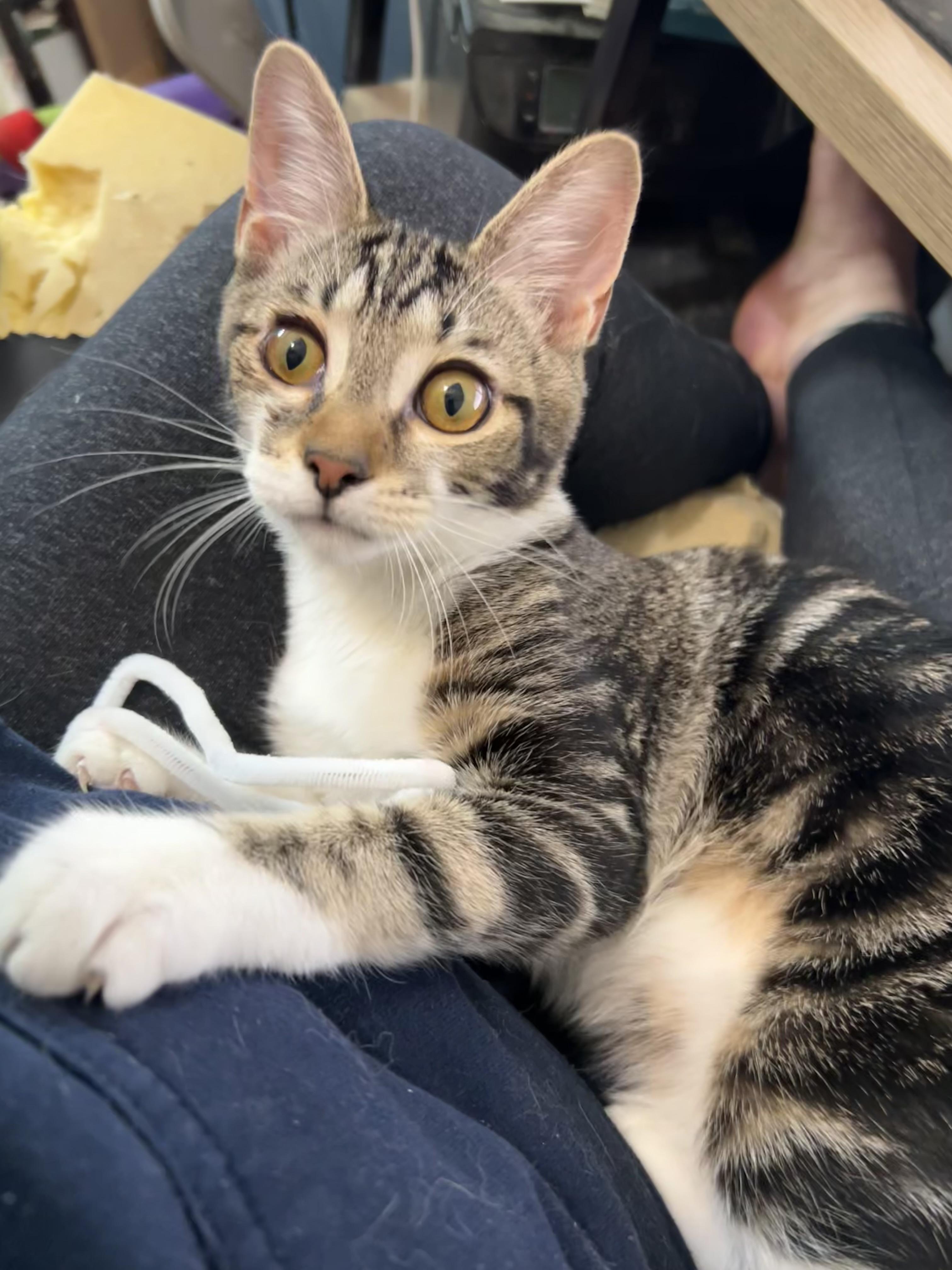 Sophia, ADOPTABLE, Kitten Female Domestic Short Hair.
