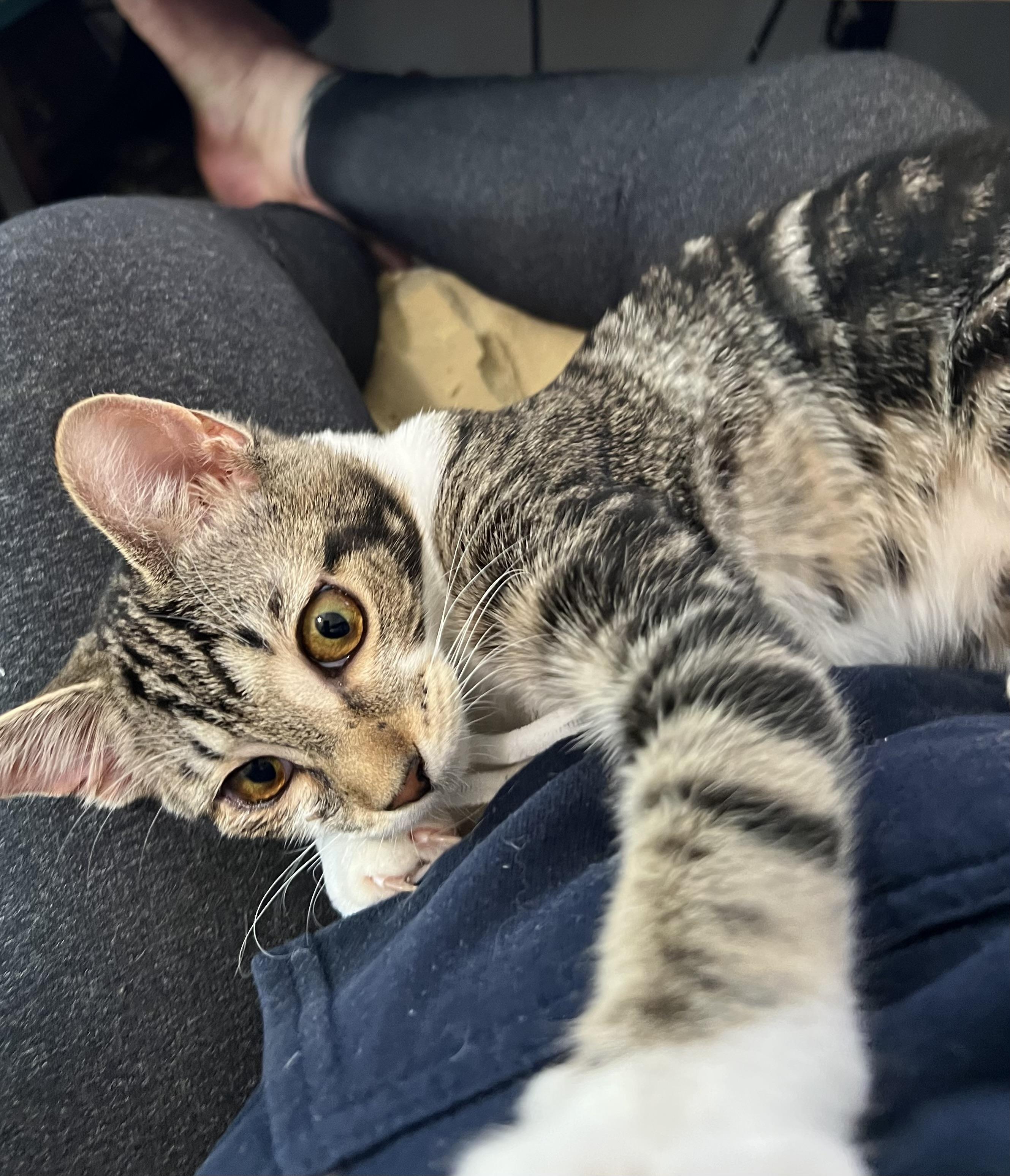 Enlarge Sophia, a ADOPTABLE Domestic Short Hair in Silver Spring, MD image 2/6
