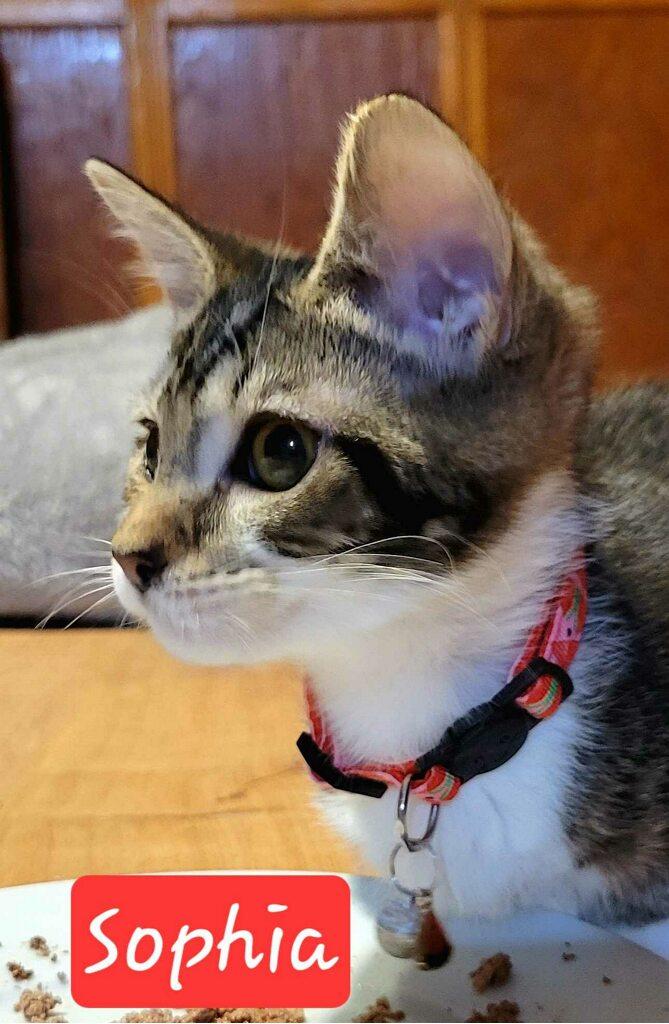 Enlarge Sophia, a ADOPTABLE Domestic Short Hair in Silver Spring, MD image 4/6