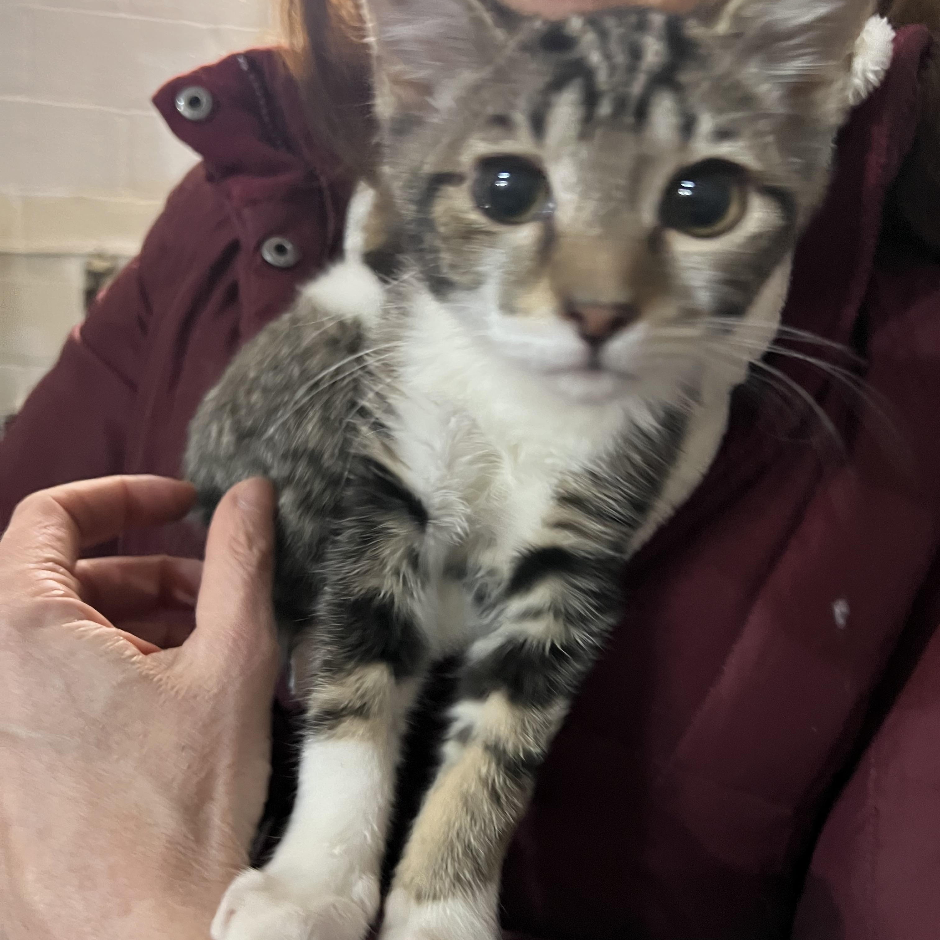 Enlarge Sophia, a ADOPTABLE Domestic Short Hair in Silver Spring, MD image 5/6