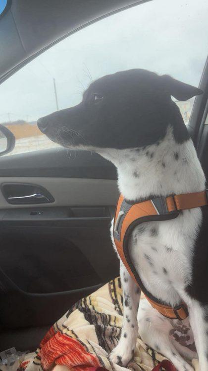 Gus, Adoptable, Adult Male Cattle Dog & Mixed Breed.