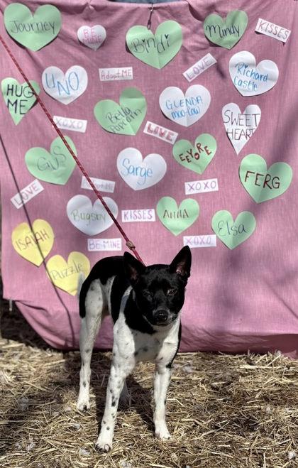 Gus, Adoptable, Adult Male Cattle Dog & Mixed Breed.