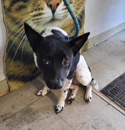 Gus, a Adoptable mixed breed in Hobart, IN image 2/2