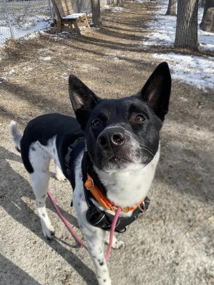 Gus, Adoptable, Adult Male Cattle Dog & Mixed Breed.