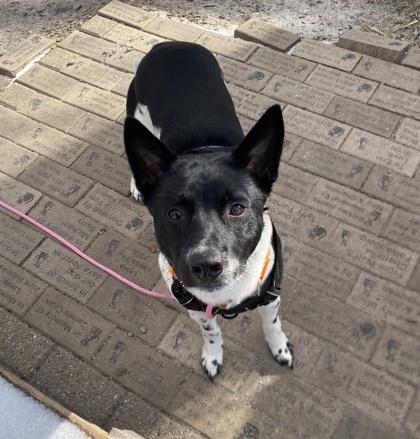 Enlarge Gus, a Adoptable mixed breed in Hobart, IN image 2/3