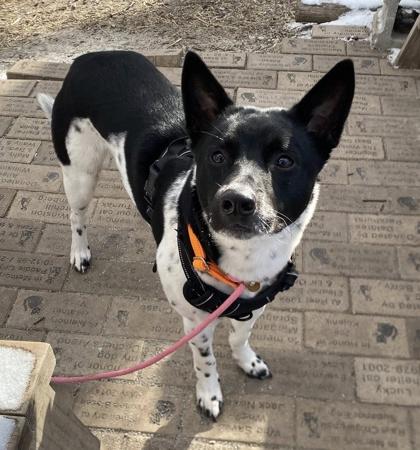 Enlarge Gus, a Adoptable mixed breed in Hobart, IN image 3/3