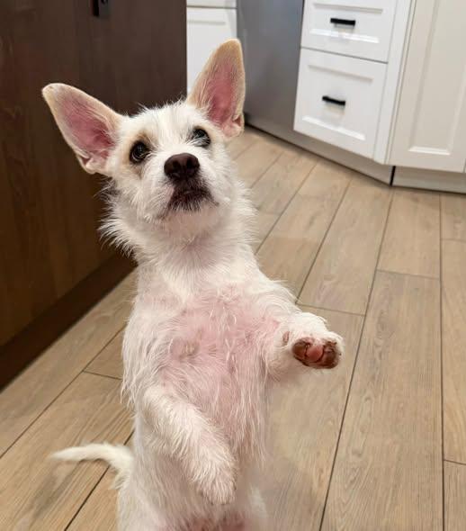 Enlarge Bailey, a Adoptable mixed breed in Miami, FL image 6/6