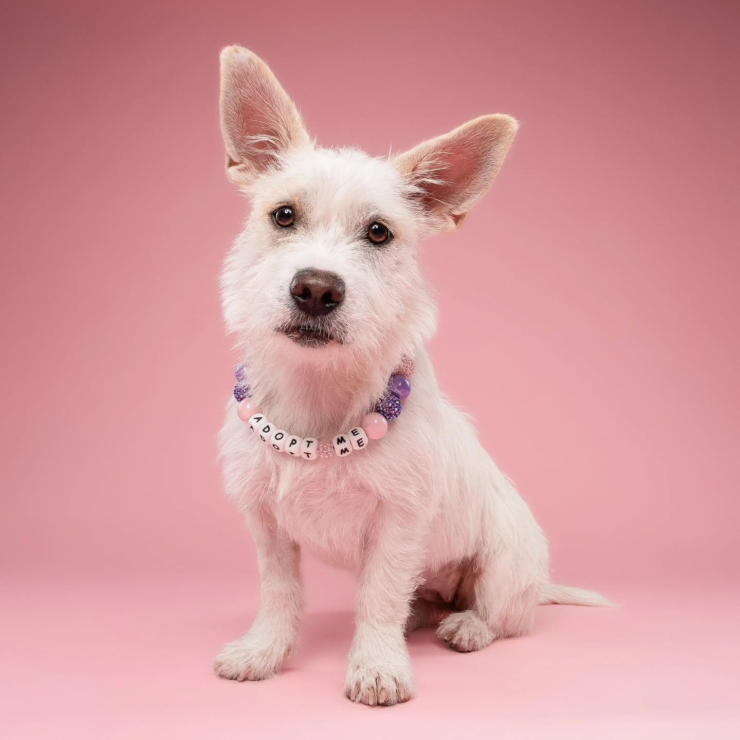 Bailey, ADOPTABLE, Puppy Female West Highland White Terrier / Westie.