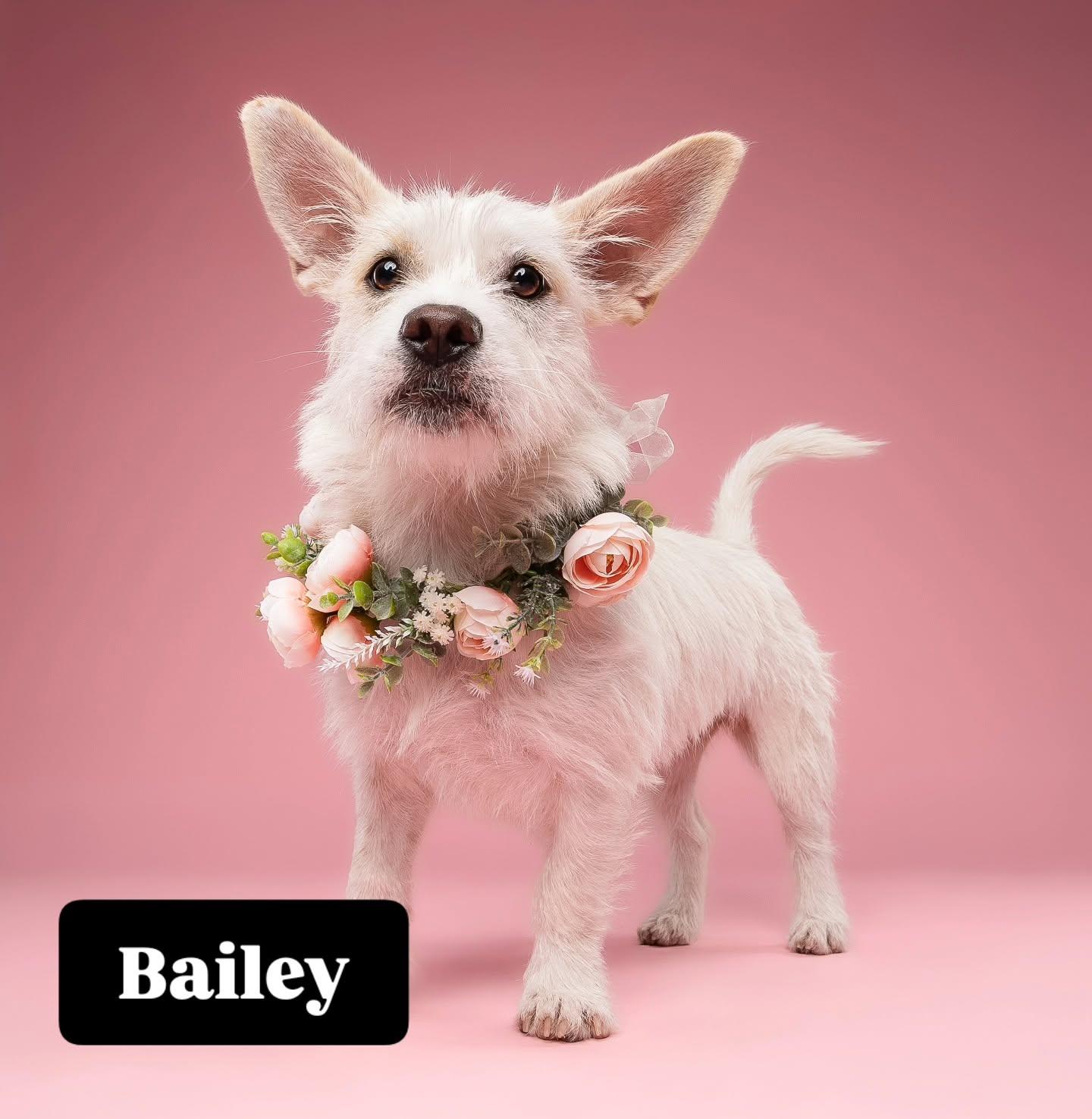 Enlarge Bailey, a ADOPTABLE mixed breed in Miami, FL image 6/6