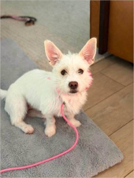 Bailey, ADOPTABLE, Puppy Female West Highland White Terrier / Westie.