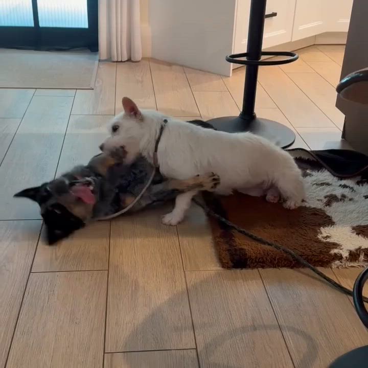Enlarge Bailey, a ADOPTABLE mixed breed in Miami, FL video 2/5
