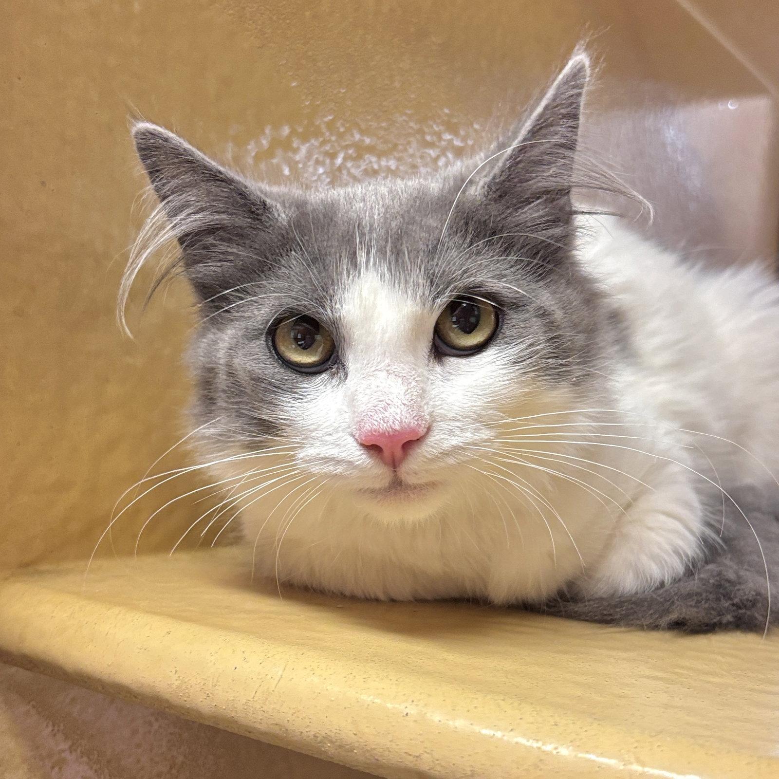 Enlarge Lady Gray, a Adopted Domestic Medium Hair in Sonora, CA image 1/1