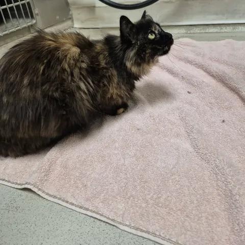 Twix, a ADOPTABLE Domestic Short Hair in Bluffton, IN image 1/3
