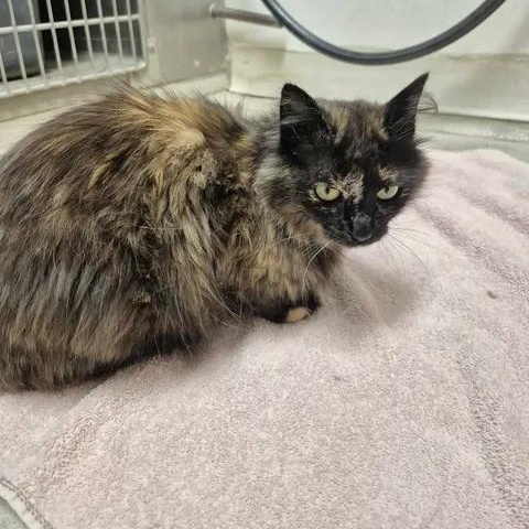 Twix, a ADOPTABLE Domestic Short Hair in Bluffton, IN image 2/3