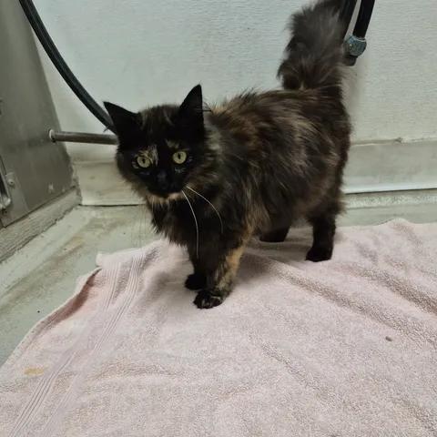 Twix, a ADOPTABLE Domestic Short Hair in Bluffton, IN image 3/3