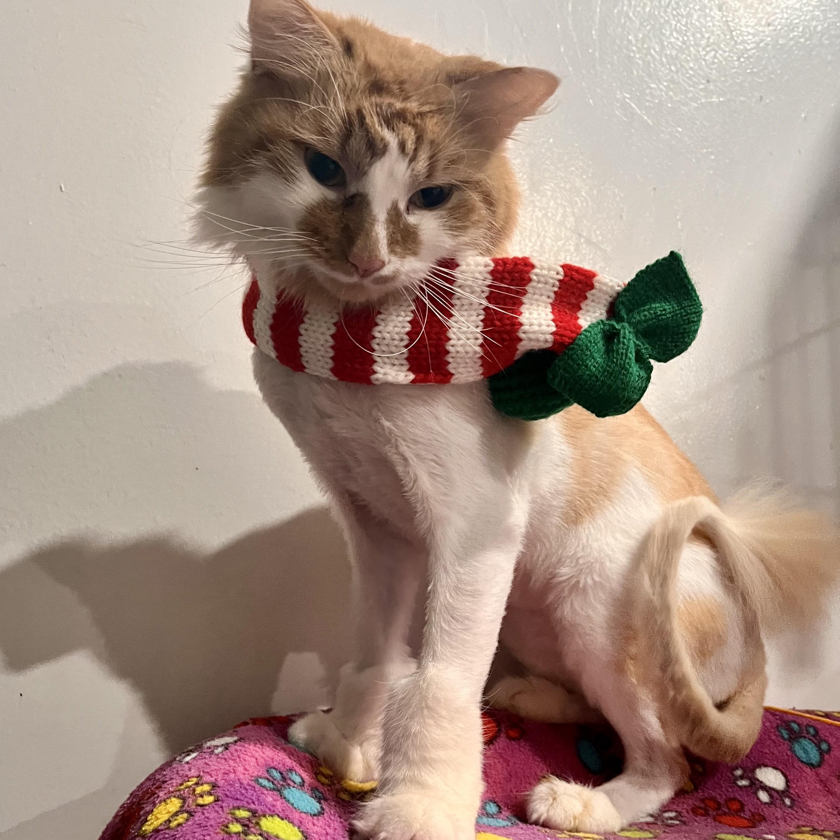 Enlarge Cider, an adoptable Domestic Long Hair in North Huntingdon, PA image 5/6