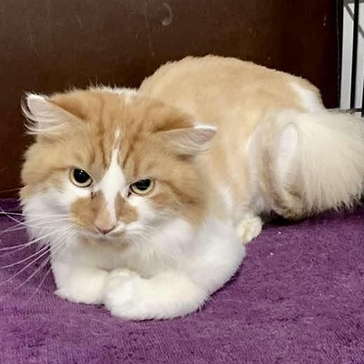 Enlarge Cider, an adoptable Domestic Long Hair in North Huntingdon, PA image 1/6