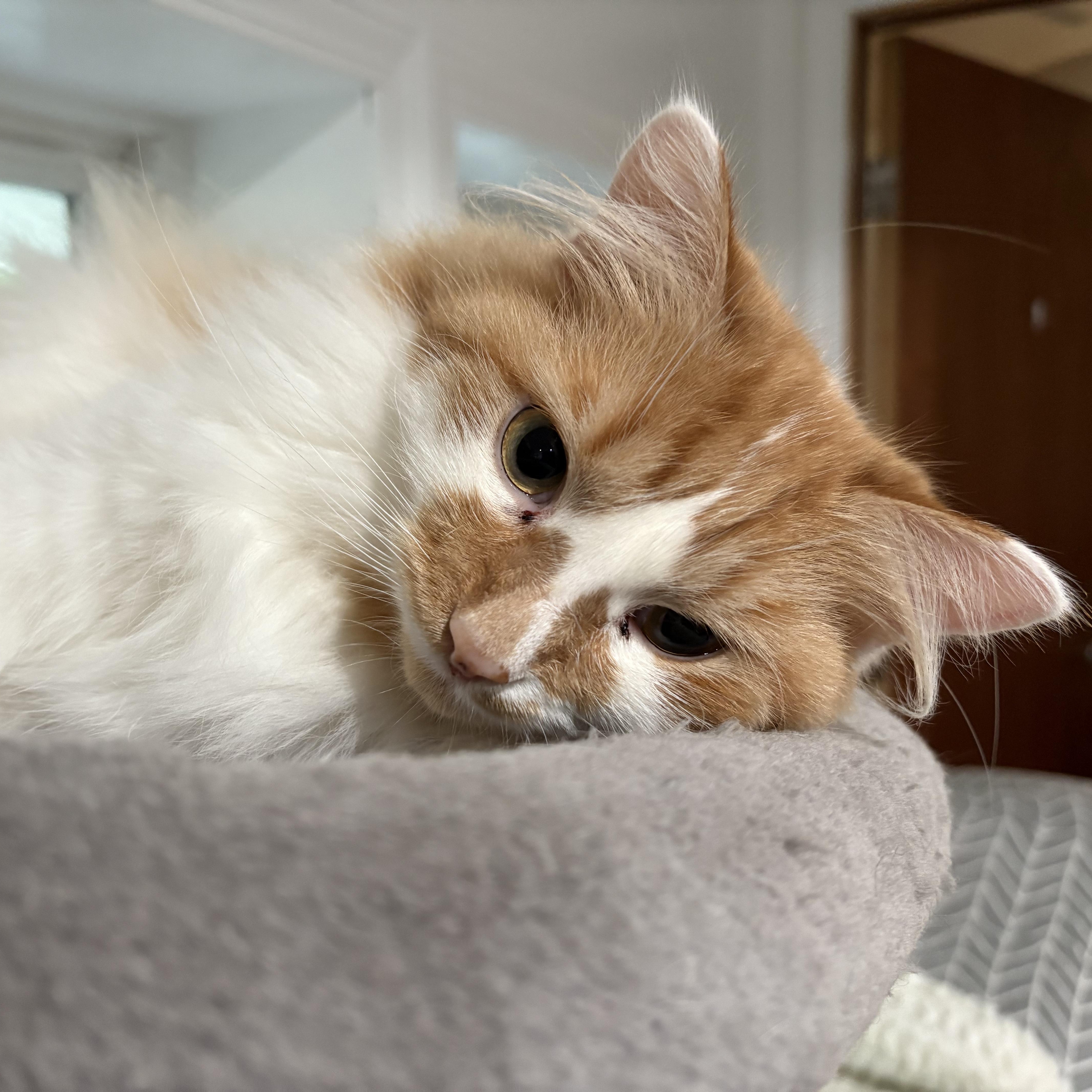 Enlarge Cider, an adoptable Domestic Long Hair in North Huntingdon, PA image 3/6