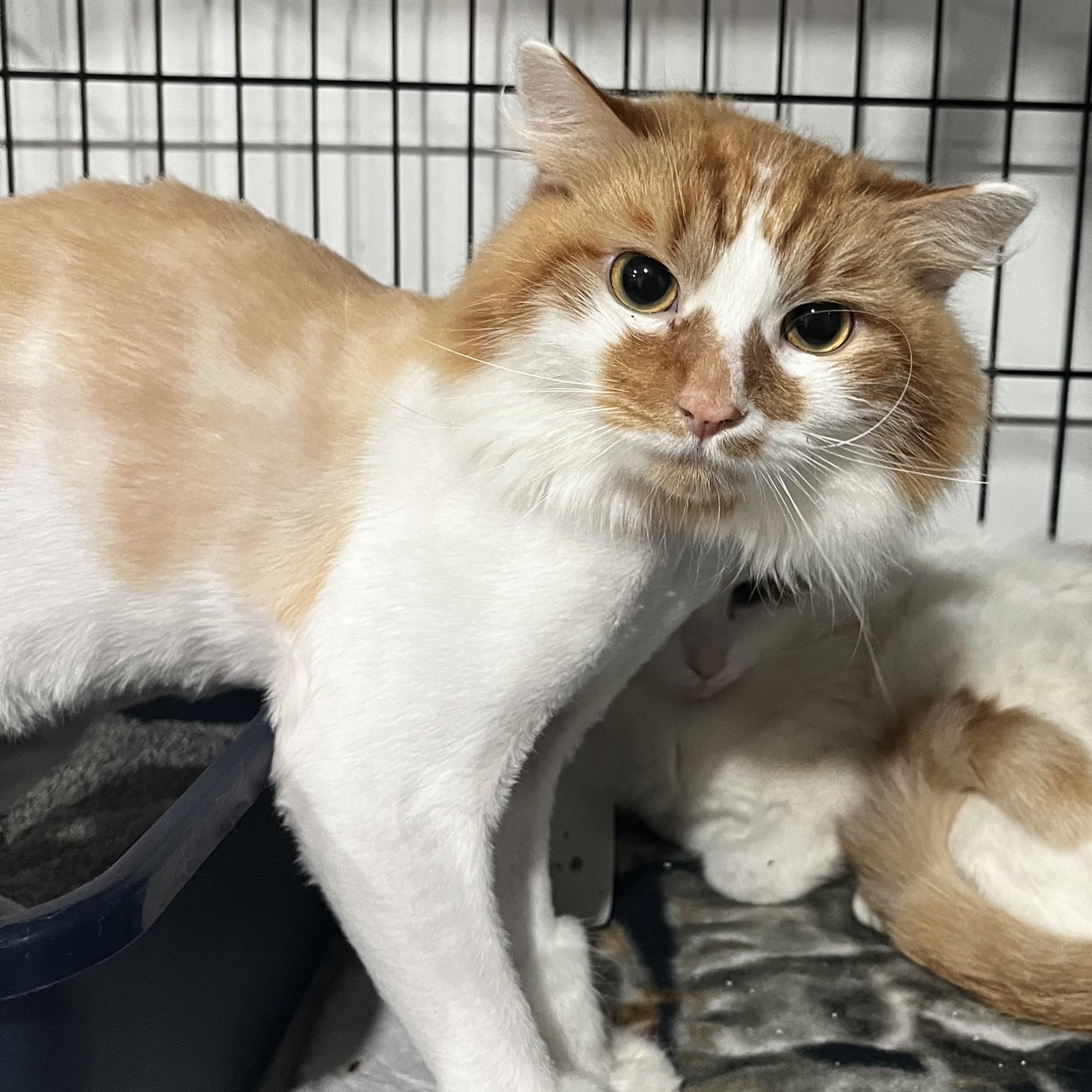 Enlarge Cider, an adoptable Domestic Long Hair in North Huntingdon, PA image 4/6