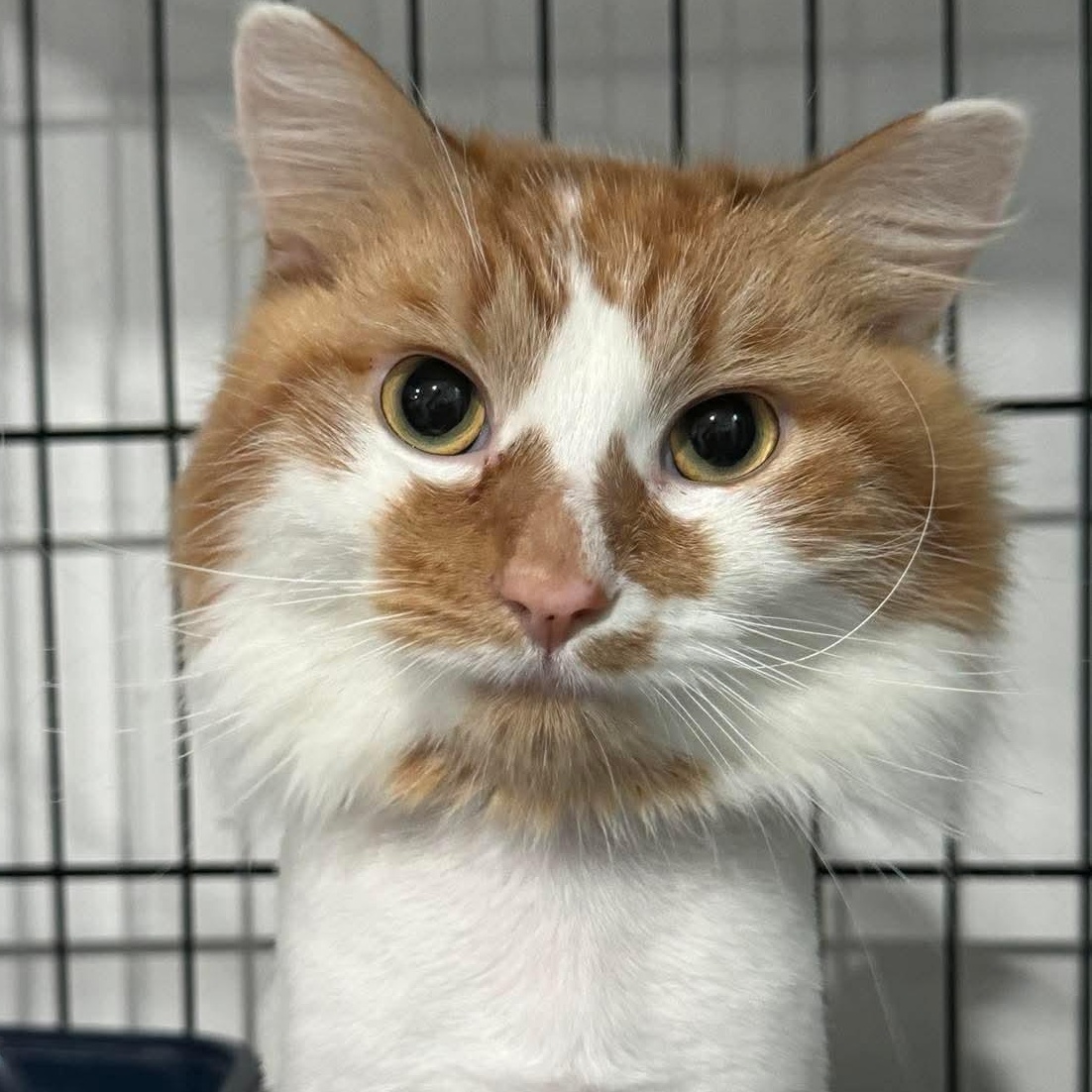 Enlarge Cider, an adoptable Domestic Long Hair in North Huntingdon, PA image 6/6