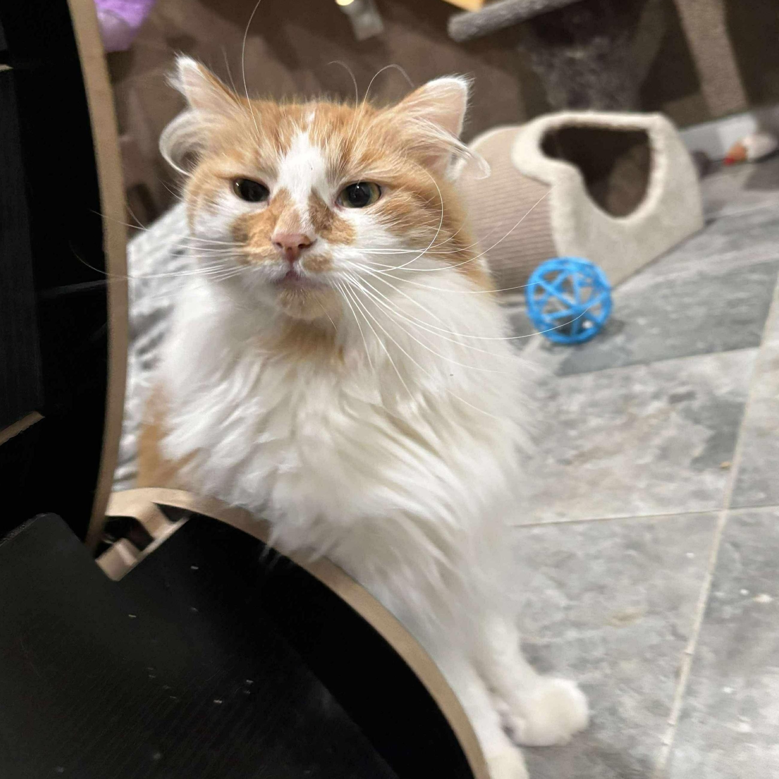 Enlarge Cider, an adoptable Domestic Long Hair in North Huntingdon, PA image 2/6