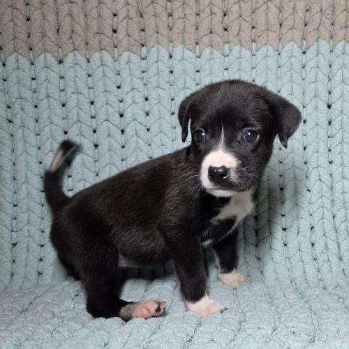Mittens, Adoptable, Puppy Female Feist & Labrador Retriever.