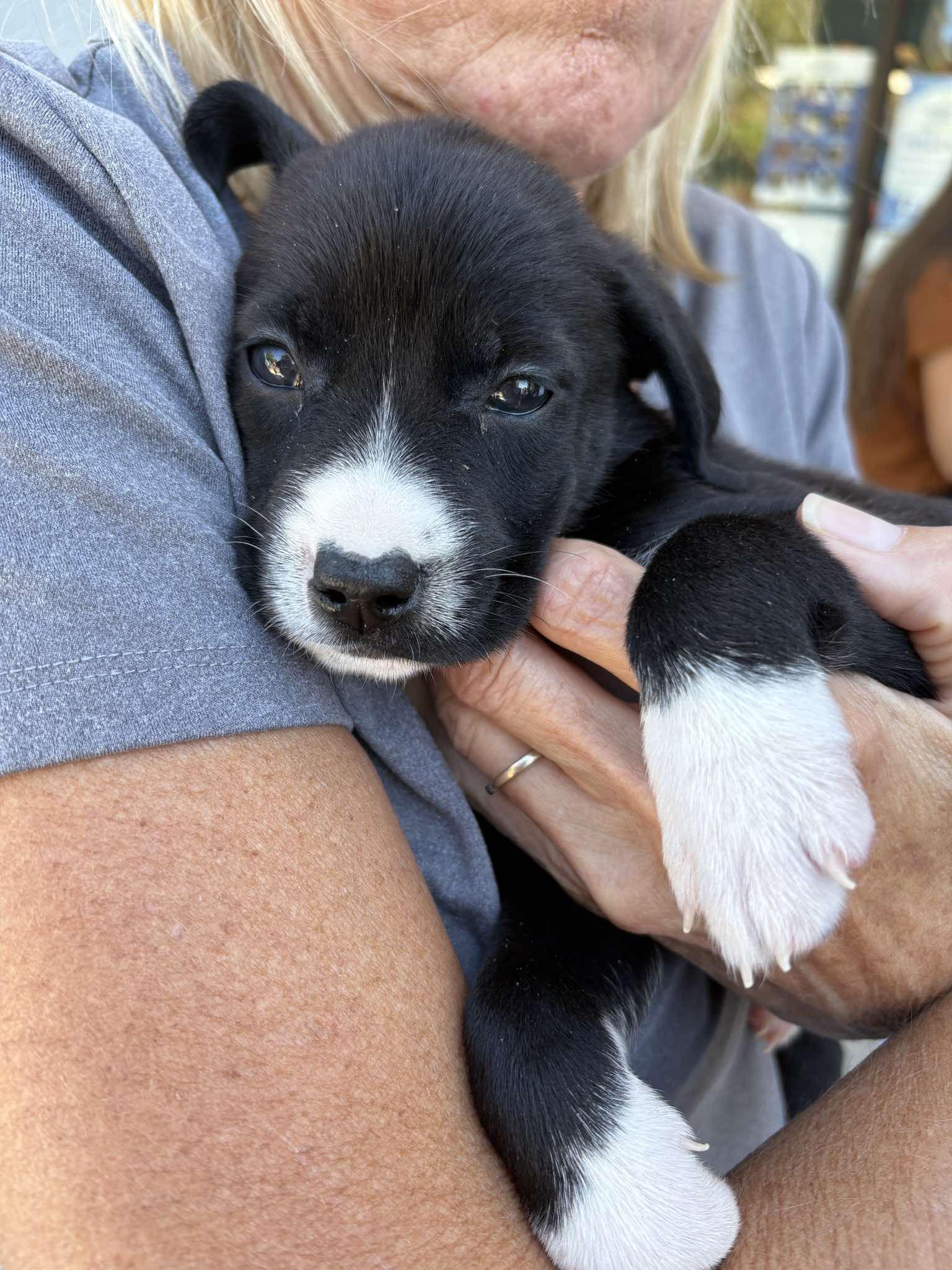 Enlarge Mittens, a Adoptable mixed breed in Wilmington , NC image 2/3