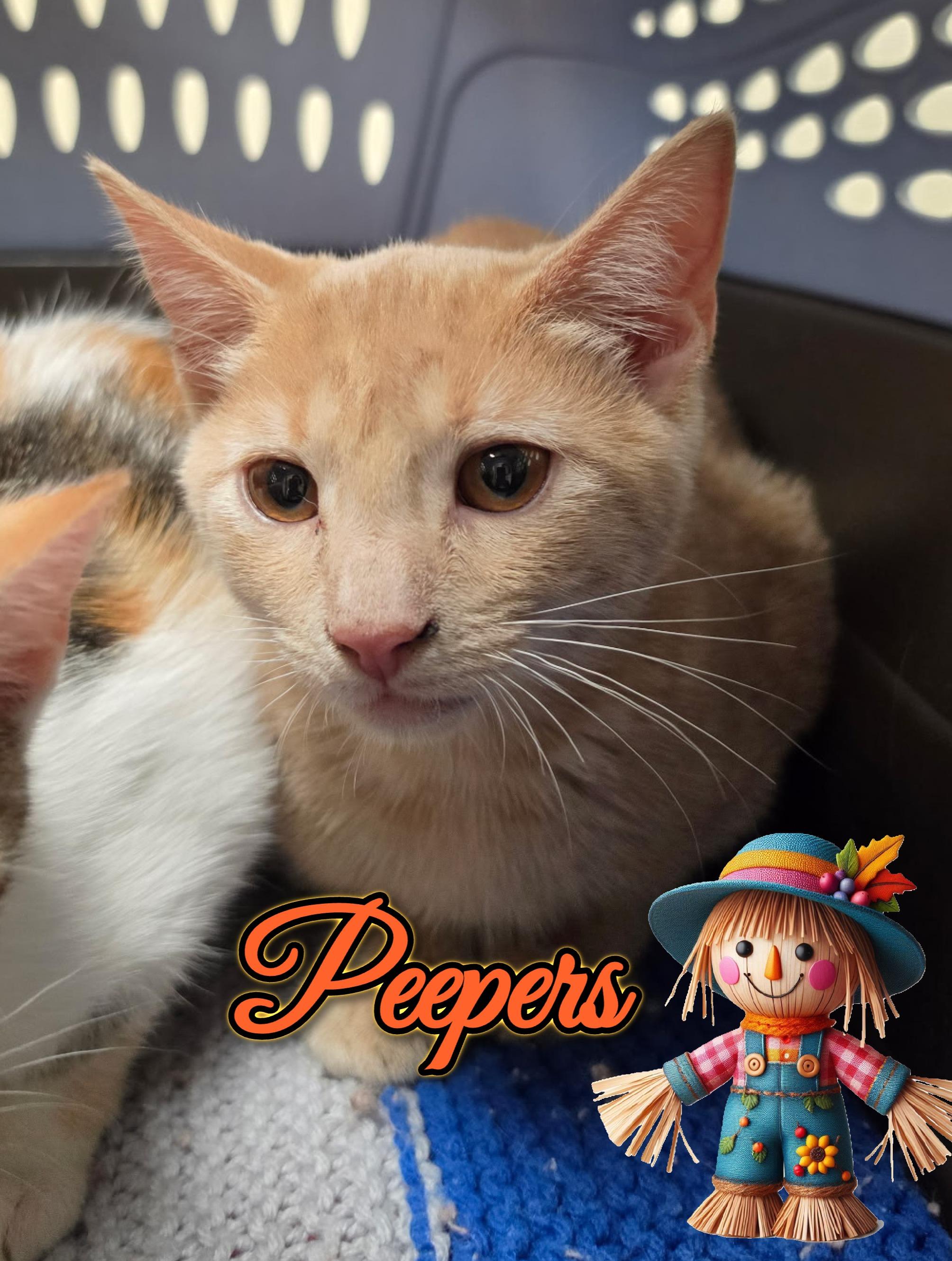 Enlarge Peepers, a Adoptable Domestic Short Hair in Corinth, NY image 1/1