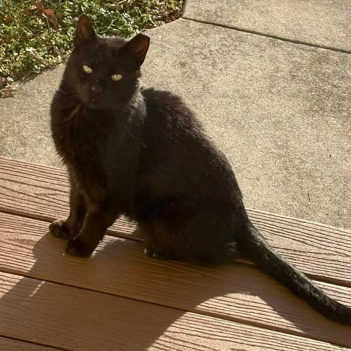 Umbra — thumbnail 2