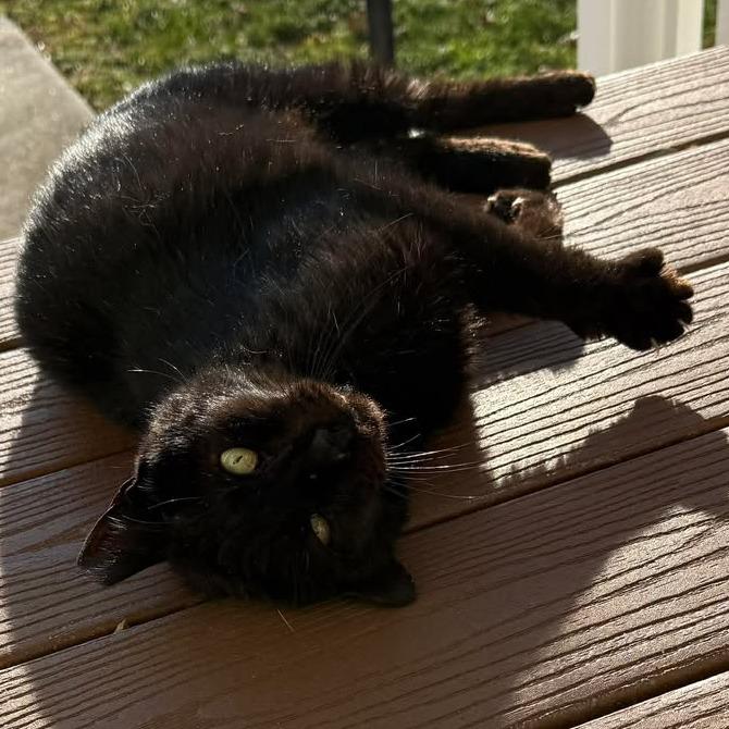 Umbra — thumbnail 3