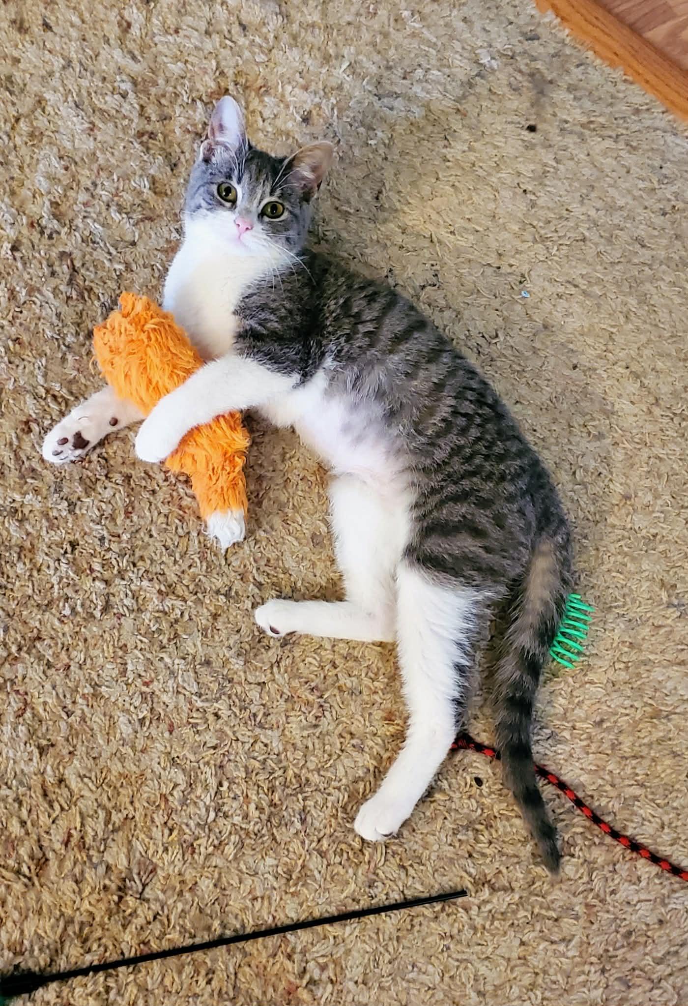 Enlarge Danika, an adopted Domestic Short Hair in Sedalia, MO image 2/4